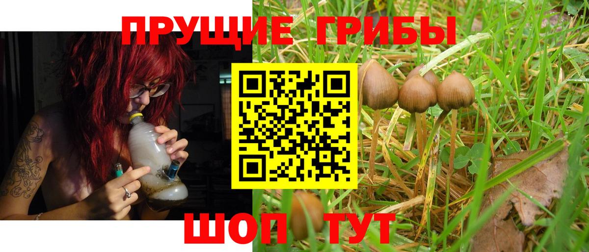 Подольск  Псилоцибиновые грибы GOLDEN TEACHER  Псилоцибиновые грибы GOLDEN TEACHER  Вход с VPN 